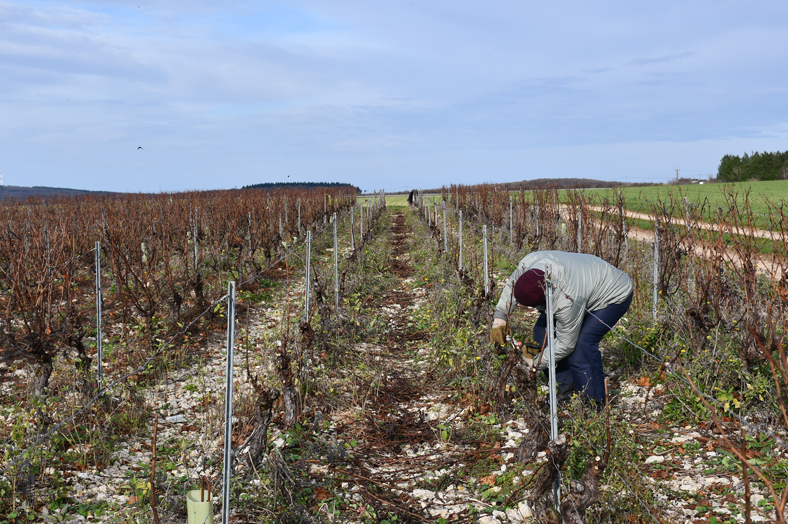 Apprendre la taille de la vigne : une formation pour bien débuter