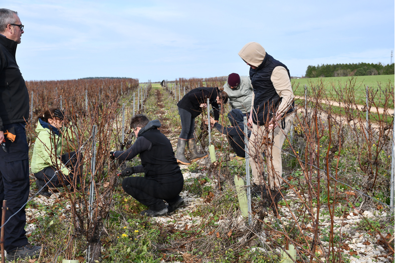 Apprendre la taille de la vigne : une formation pour bien débuter