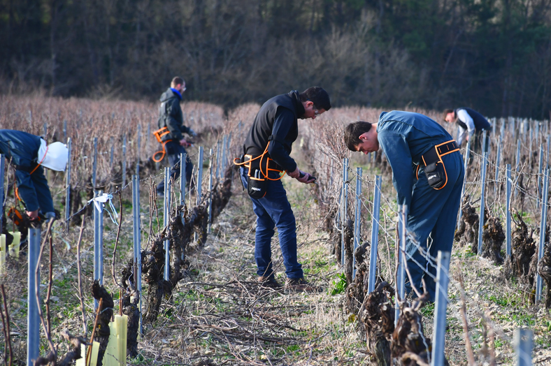 La Viticulture au CFA Agricole de l’Yonne