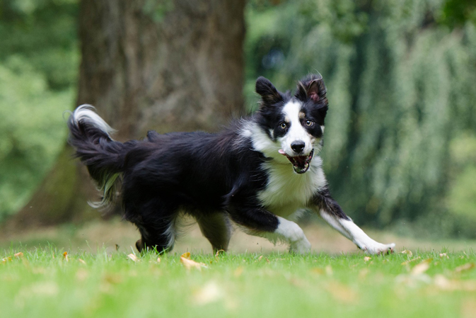 Pension Canine