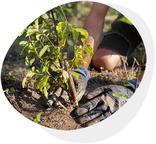 Arboriculture