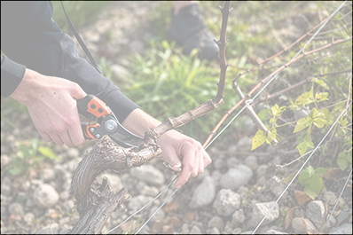 Les Bases de la Taille de la Vigne