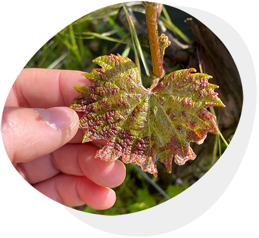 Les Maladies et Ravageurs de la Vigne