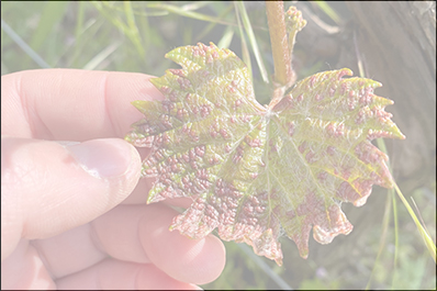 Les Maladies et Ravageurs de la Vigne